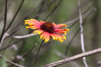Texas Indian Blanket