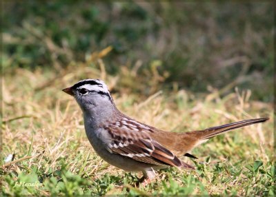 White-crowned Sparrow