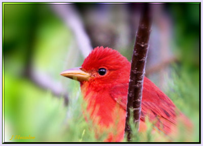 Summer Tanager