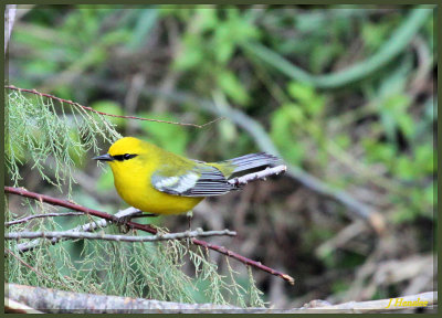 Bluewing Yellow Warbler