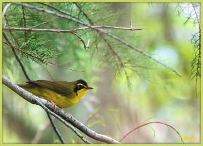 Kentucky Warbler