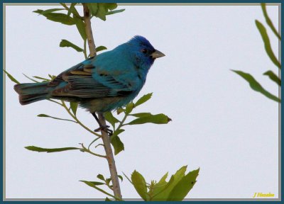 Indigo Bunting