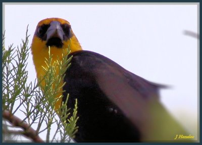 Yellowhead Blackbird
