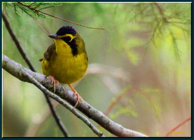 Kentucky Warbler