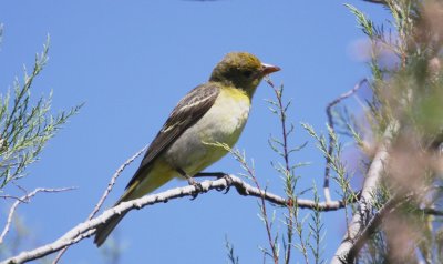 Female Western Tanager