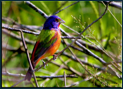 Painted Bunting.