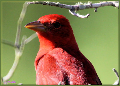 Summer Tanager