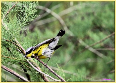 Magnolia Warbler