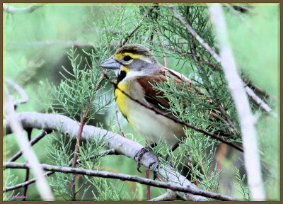 Dickcissel