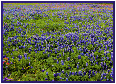 Texas Wild Flowers 2010