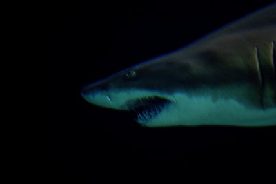 Jaws