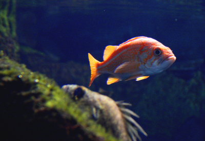 Oange Sunshine