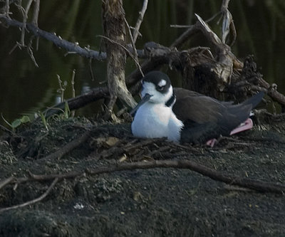 Black Necked Stilt EM DSC 1053.jpg