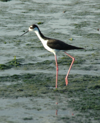 Black Necked Stilt E-mail.jpg