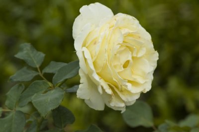Rose88313-23-08EM.jpg