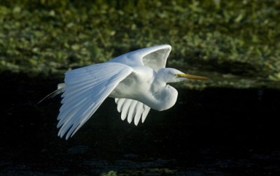 FlightEM.jpg