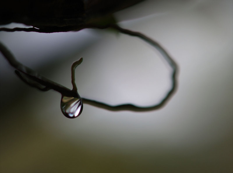 Backyard04.jpg