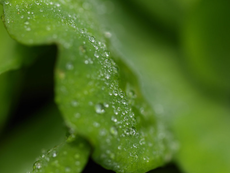 Backyard08.jpg