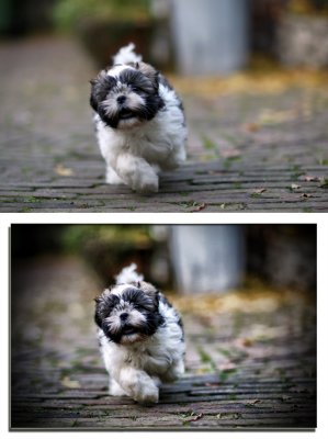 reworked dog 1600x1200.jpg