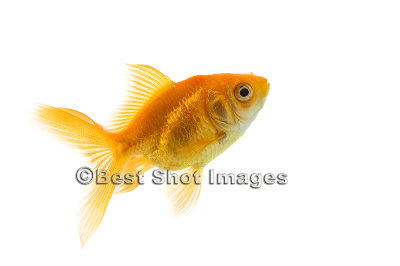 Goldfish.jpg