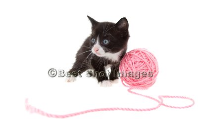 Kitten with string.jpg