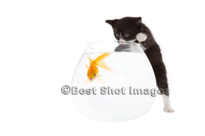 Kitten and fish.jpg