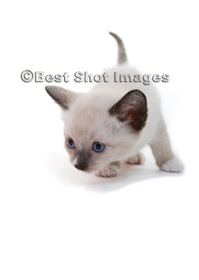 lilac point Siamese kitten.jpg