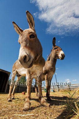 Two donkeys.jpg