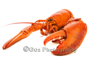 Lobster cooked.jpg