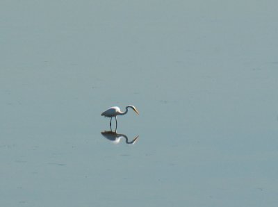 Far away Heron Gordens Pond-1.jpg