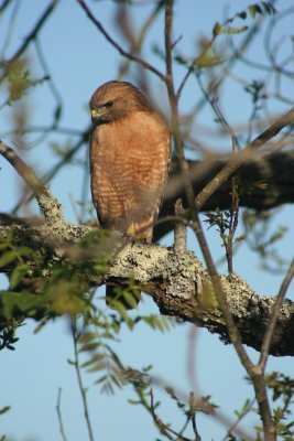 red_tail