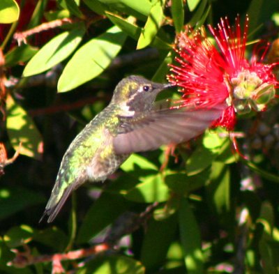 humming bird