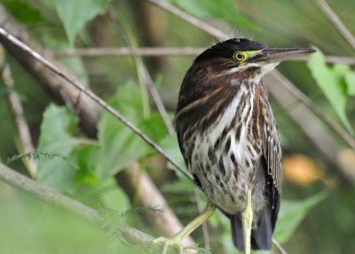 Juvenile Bird