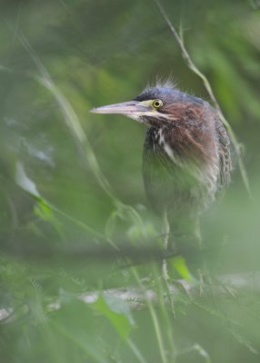 Juvenile Something