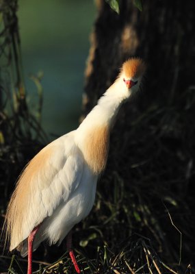 Egret