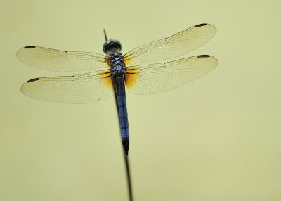 Dragonfly Wings