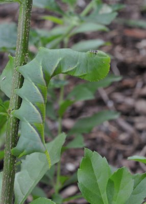 Caterpillar