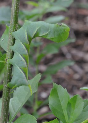 Caterpillar