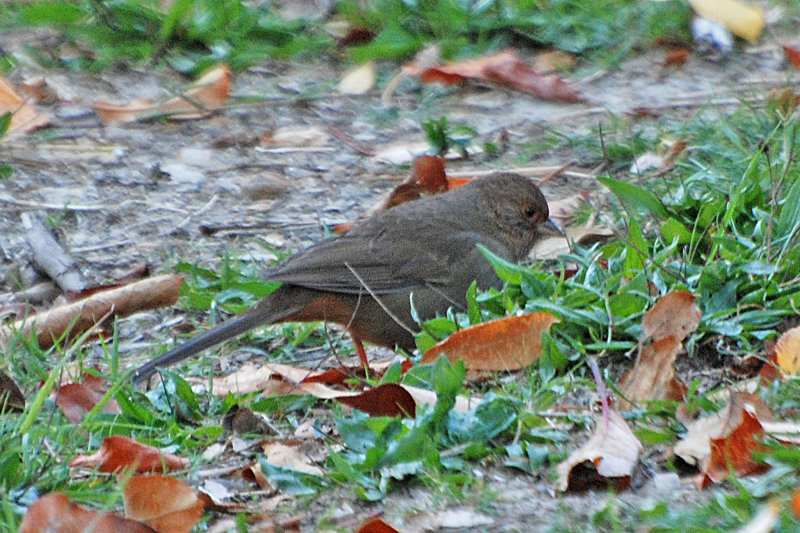 California Towhee