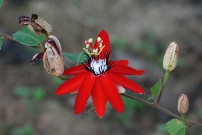 passion flower