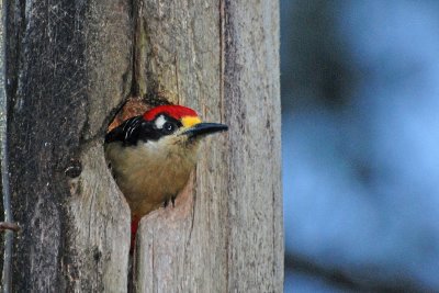 black-faced woodpecker