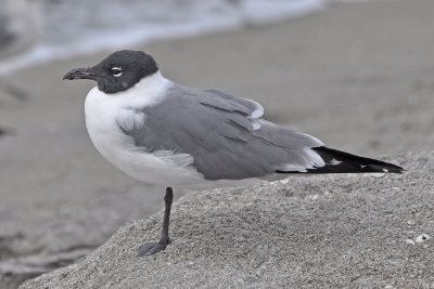 Birds of SW Florida 2010