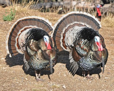 Wild Turkeys Madera Canyon