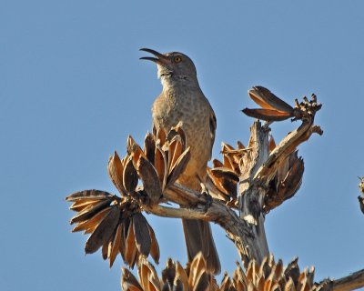 Tucson 2010