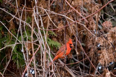 IMG_0966.jpg