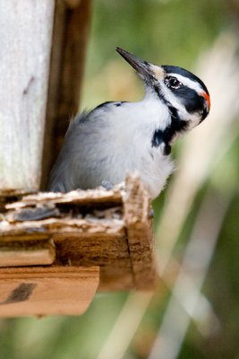 IMG_0970a.jpg