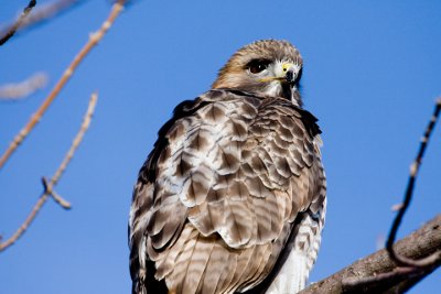 IMG_8596.jpg
