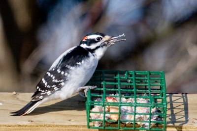 IMG_9563.jpg