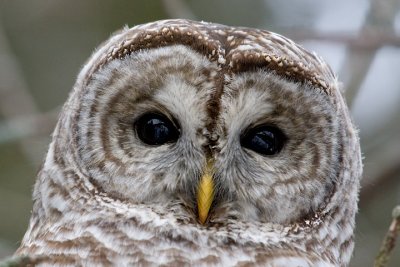 Owls In December
