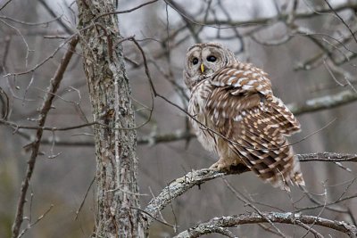 Owls In December